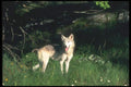 110072 Grey Wolf In Grassy Clearing A4 Photo Print