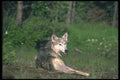 110073 Grey Wolf Lying In Grassy Clearing A4 Photo Print