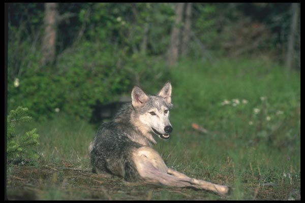 110073 Grey Wolf Lying In Grassy Clearing A4 Photo Print