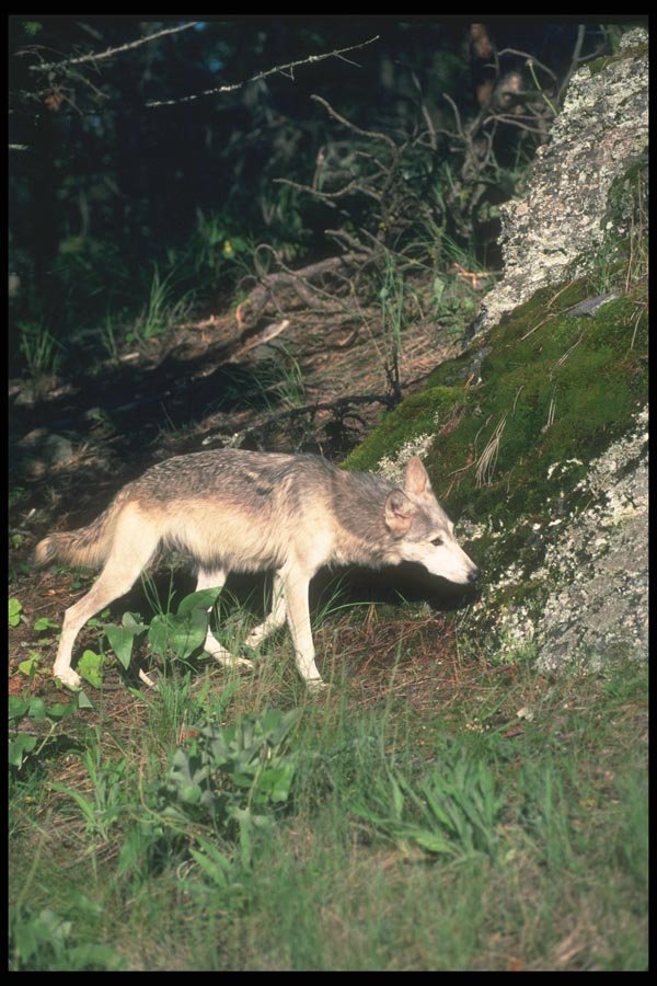 110074 Grey Wolf At Edge Of Clearing A4 Photo Print