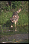 110075 Grey Wolf Standing In Beaver Pond A4 Photo Print