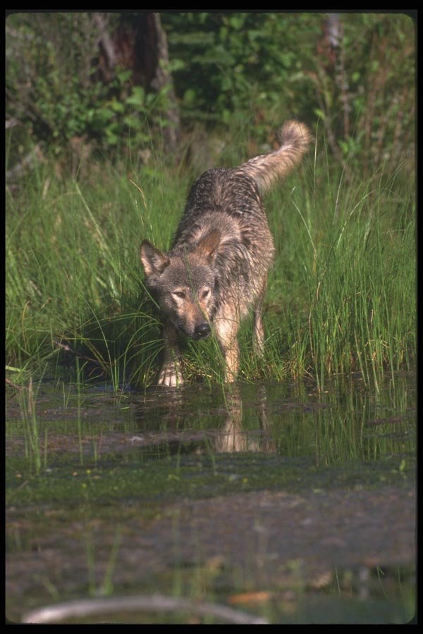 110075 Grey Wolf Standing In Beaver Pond A4 Photo Print