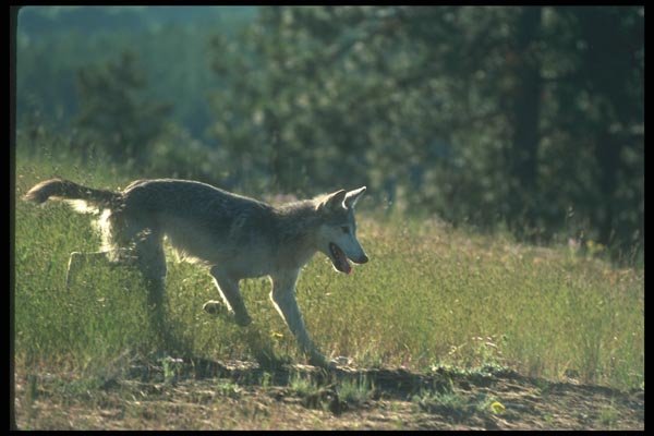 110076 Grey Wolf Running Down Slope A4 Photo Print
