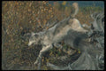 110077 Grey Wolf Leaping Over Felled Tree A4 Photo Print