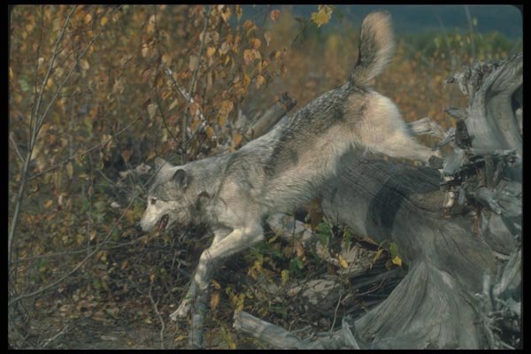 110077 Grey Wolf Leaping Over Felled Tree A4 Photo Print