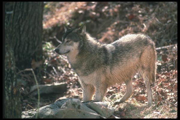 110078 Grey Wolf In Brightly Lit Woods A4 Photo Print