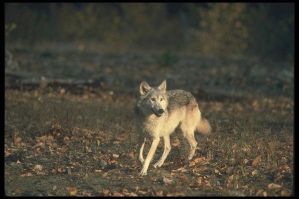 110079 Grey Wolf In Leaf Strewn Clearing A4 Photo Print