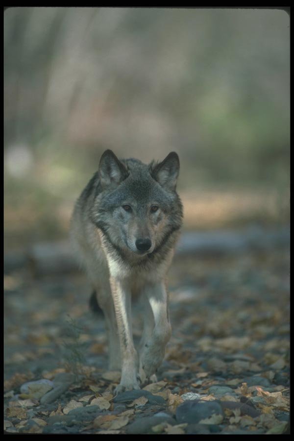 110080 Grey Wolf On Leaf Strewn Rockbed A4 Photo Print