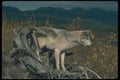 110081 Grey Wolf On Felled Tree A4 Photo Print
