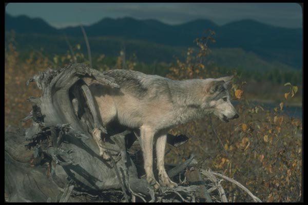 110081 Grey Wolf On Felled Tree A4 Photo Print