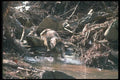 110082 Grey Wolf Charging Through Stream A4 Photo Print