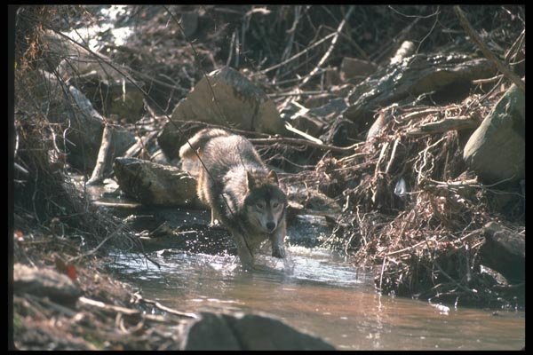 110082 Grey Wolf Charging Through Stream A4 Photo Print