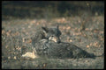 110083 Grey Wolf Lying Down A4 Photo Print