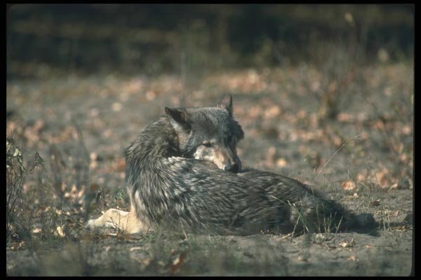 110083 Grey Wolf Lying Down A4 Photo Print