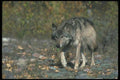 110084 Grey Wolf On Leaf Strewn Rockbed A4 Photo Print