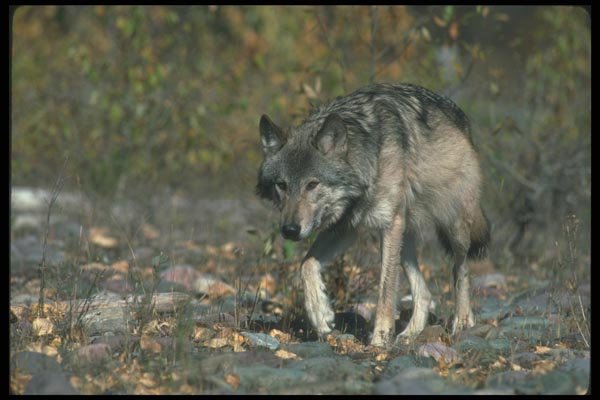 110084 Grey Wolf On Leaf Strewn Rockbed A4 Photo Print