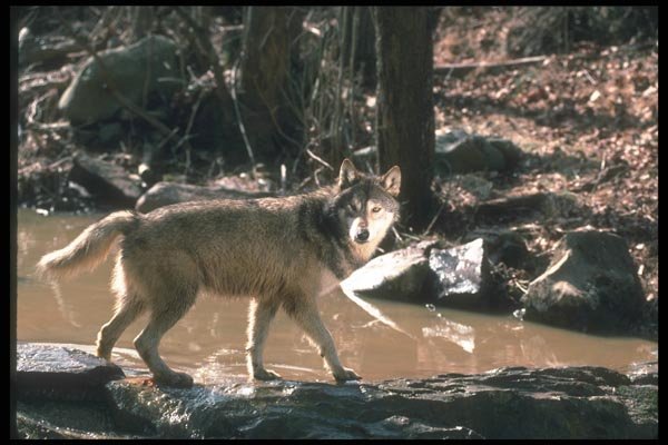 110085 Grey Wolf At Stream A4 Photo Print