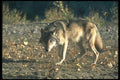 110086 Grey Wolf In Dry Clearing A4 Photo Print