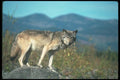 110087 Grey Wolf On Lone Rock A4 Photo Print