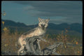 110088 Grey Wolf On Felled Tree A4 Photo Print