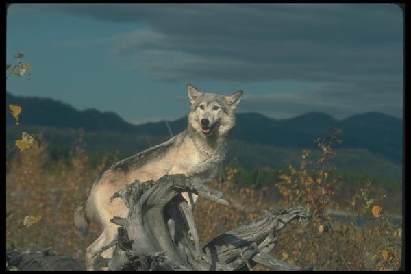 110088 Grey Wolf On Felled Tree A4 Photo Print