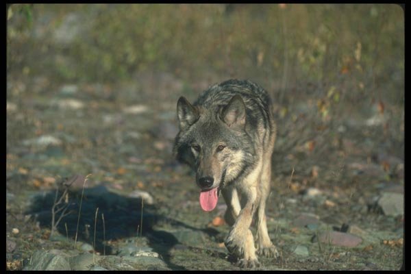 110089 Grey Wolf In Dry Clearing A4 Photo Print