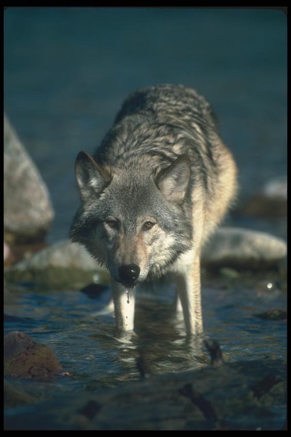 110090 Grey Wolf Drinking From Stream A4 Photo Print