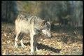 110091 Grey Wolf In Dry Clearing A4 Photo Print