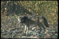 110092 Grey Wolf On Leaf Strewn Rockbed A4 Photo Print