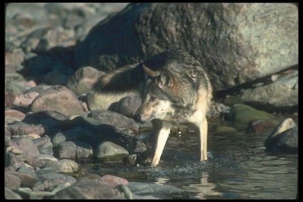 110093 Grey Wolf In River A4 Photo Print
