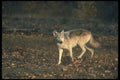 110094 Grey Wolf In Leaf Strewn Clearing A4 Photo Print