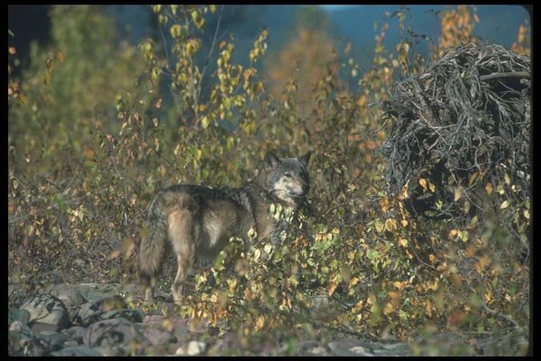 110095 Grey Wolf In Fall Foliage A4 Photo Print