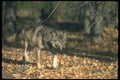 110096 Grey Wolf In Leaf Strewn Clearing A4 Photo Print