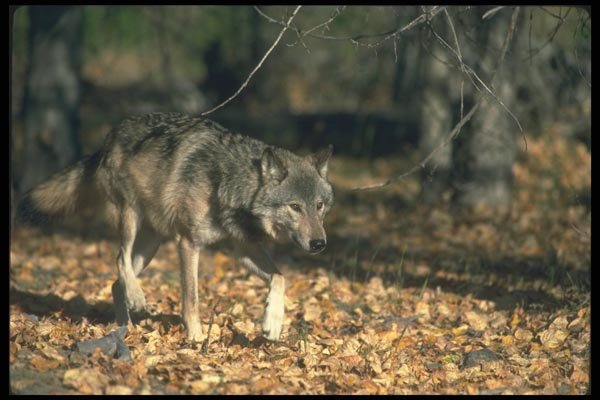 110096 Grey Wolf In Leaf Strewn Clearing A4 Photo Print