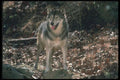 110097 Grey Wolf In Autumn Woods A4 Photo Print