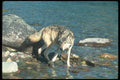 110098 Grey Wolf In River A4 Photo Print