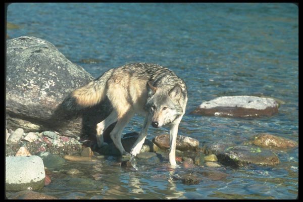 110098 Grey Wolf In River A4 Photo Print