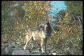 110099 Grey Wolf On Rockbed A4 Photo Print