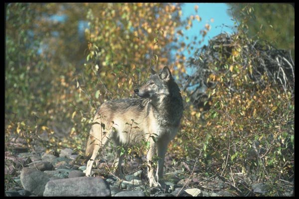 110099 Grey Wolf On Rockbed A4 Photo Print