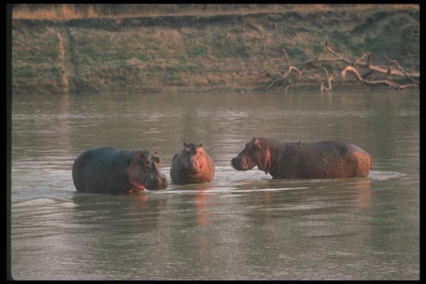 112000 Hippos In Water A4 Photo Print