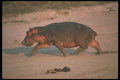 112002 Hippo Running Across Beach Toward River A4 Photo Print