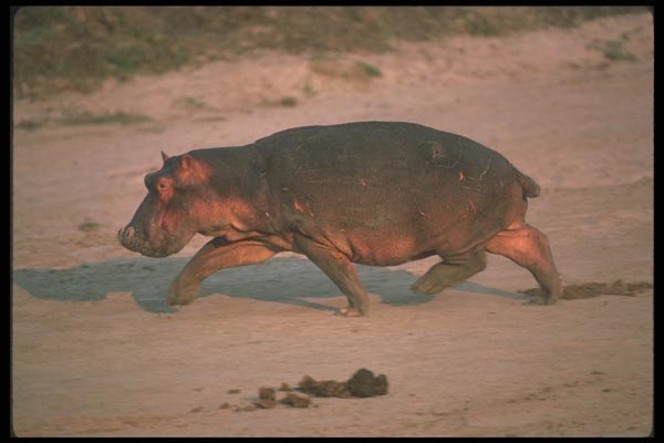 112002 Hippo Running Across Beach Toward River A4 Photo Print