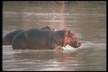 112003 Hippos In River A4 Photo Print