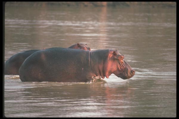 112003 Hippos In River A4 Photo Print