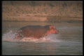 112004 Hippo Running In River A4 Photo Print