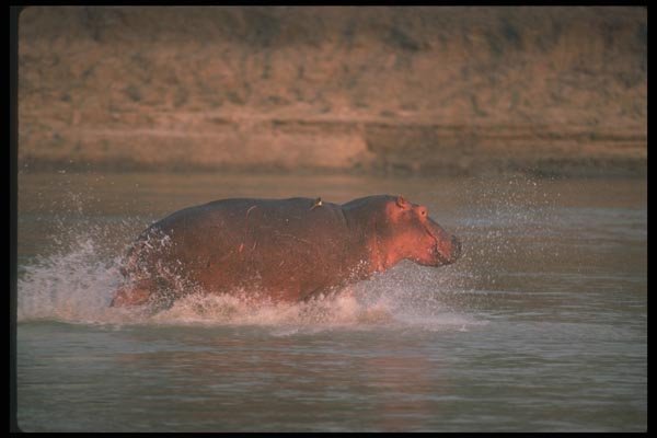 112004 Hippo Running In River A4 Photo Print