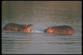 112005 Confrontation Between Two Hippo Bulls A4 Photo Print