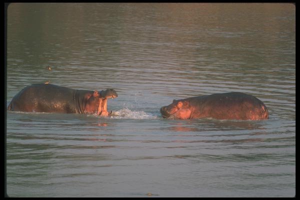 112005 Confrontation Between Two Hippo Bulls A4 Photo Print