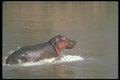 112006 Hippo Running In River A4 Photo Print