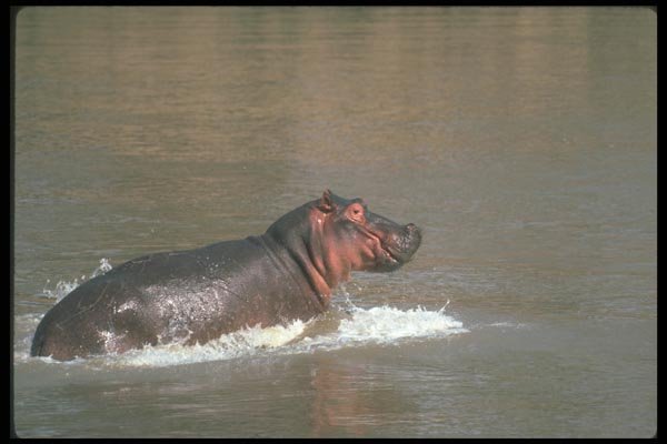 112006 Hippo Running In River A4 Photo Print